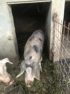 Vând o scroafa pentru sacrificat sau pentru monta! - imagine 3