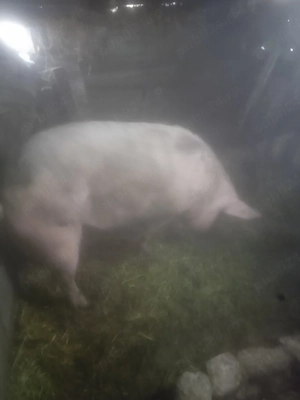scroafe de vânzare 