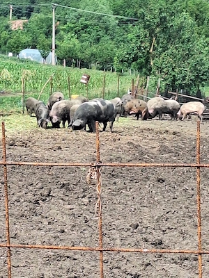 Vând porci pentru sacrificat  - imagine 3