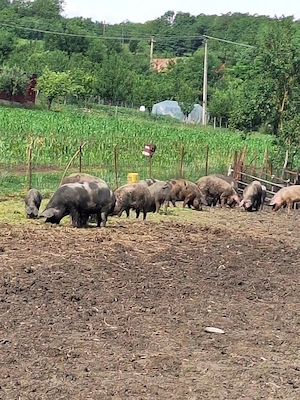 Vând porci pentru sacrificat 