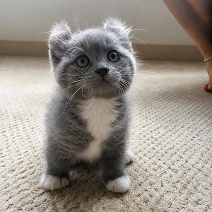 British Shorthair Blue Bicolour
