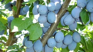 Tuica prune tinuta in butoi de dud