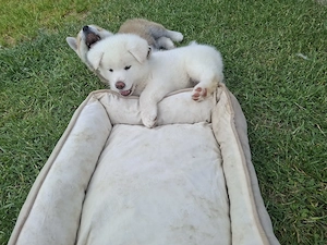 Cateluse Akita Inu albe - imagine 3