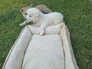 Cateluse Akita Inu albe - imagine 4
