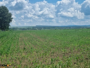 Teren Saucesti DiscounT 2.75 Ha