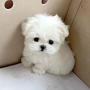 Bichon maltez mini toy - imagine 3