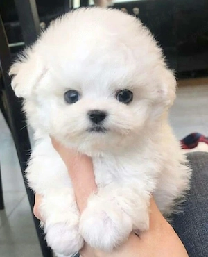 Bichon maltez mini toy - imagine 2