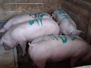 vând 15 porci  100-120 kg - imagine 2