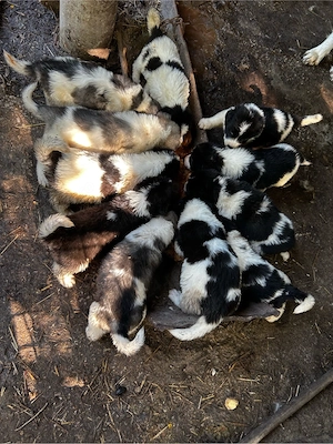 catei ciobanesti de bucovina
