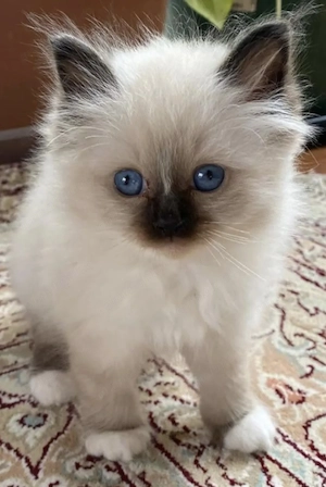 Ragdoll pufosi rasa pura 