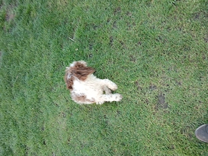 De Vânzare   Cățel Rasa Lagotto Rogmanolo  - imagine 3
