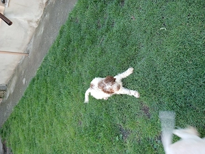 De Vânzare   Cățel Rasa Lagotto Rogmanolo  - imagine 4