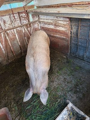Porci si purcei de vânzare de la crescător particular  - imagine 2