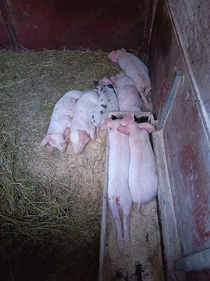 Porci si purcei de vânzare de la crescător particular  - imagine 4