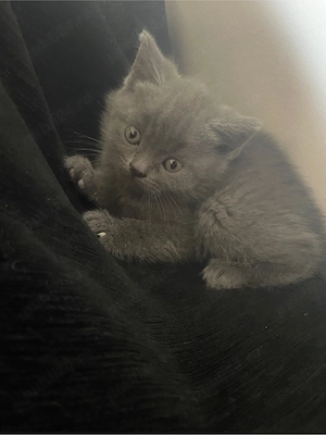 British shorthair