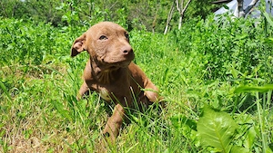 femela amstaff