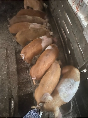 Vand purcei ,castrati ,deparazitati 11saptamani