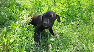 amstaff căței  - imagine 5
