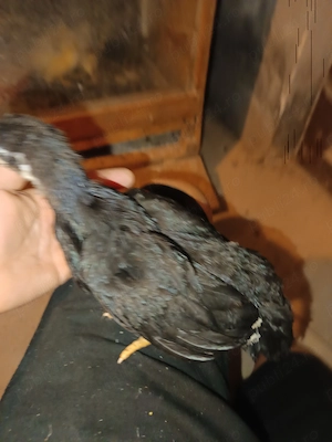 Puișori de australorp  - imagine 3