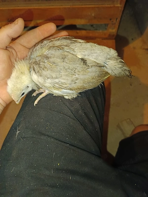 Puișori de australorp  - imagine 2
