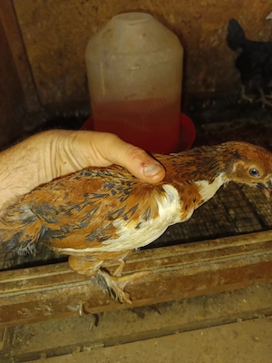 Puișori rasă mixtă, moțați sau încălțați.