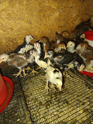Puișori rasă mixtă, moțați sau încălțați. - imagine 3