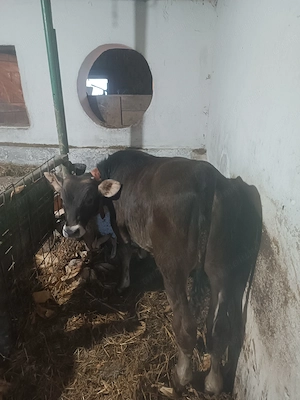 Vând tauraș brun, înțărcat,cu vârsta de 4 luni - imagine 3