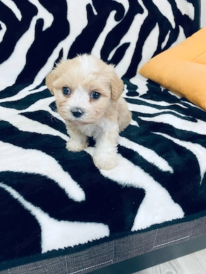 Vand bichon miny toy 6 saptamani