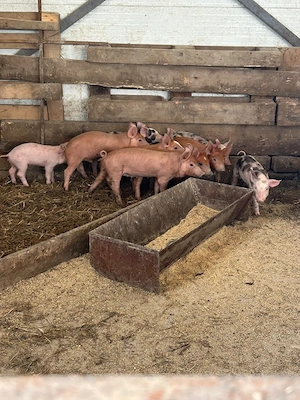 Porci romanesti 