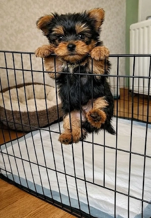 Fetiță Yorkshire Terrier   - imagine 2