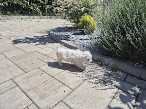 Bichon Maltez 