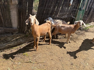 Țăpișori cu varsta de 3 luni  - imagine 2