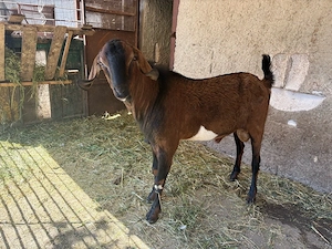 Țăpișori cu varsta de 3 luni 
