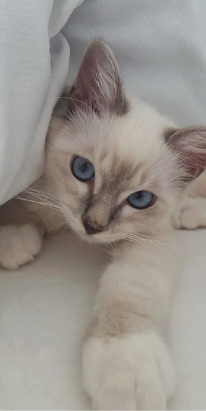 ragdoll puiut  - imagine 2