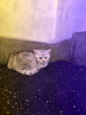 Vând pui pisica british shorthair  - imagine 5