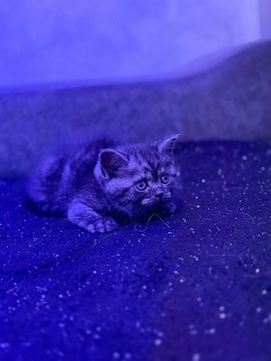 Vând pui pisica british shorthair  - imagine 3