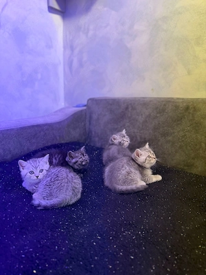 Vând pui pisica british shorthair  - imagine 4
