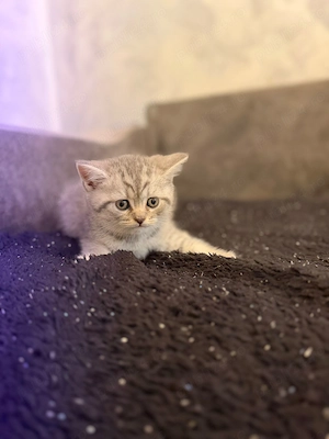 Vând pui pisica british shorthair  - imagine 2