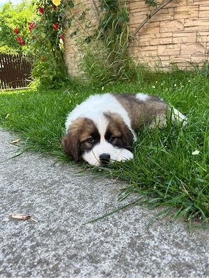 Saint Bernard   pui superbi, 7 săptămâni, sănătoși și jucăuși - imagine 4