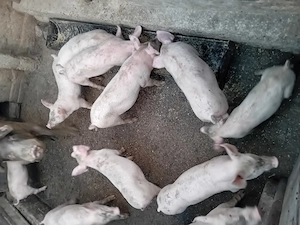 Vand purcei marele alb cu landrace