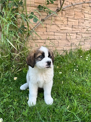 Saint Bernard   pui superbi, 7 săptămâni, sănătoși și jucăuși - imagine 2
