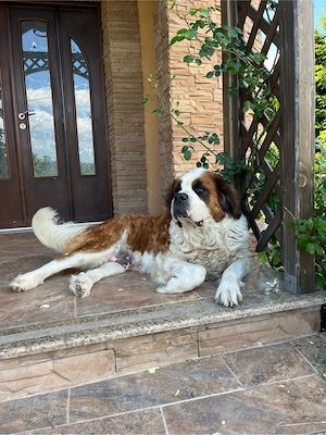 Saint Bernard   pui superbi, 7 săptămâni, sănătoși și jucăuși - imagine 5
