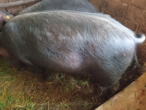 porc de vânzare 