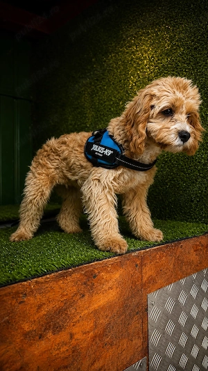 Catelusa rasa Cavapoo de vanzare - imagine 2