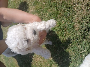 Catei de vanzare 4 avem bichon maltez - imagine 3