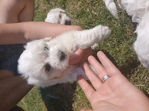 Catei de vanzare 4 avem bichon maltez - imagine 4