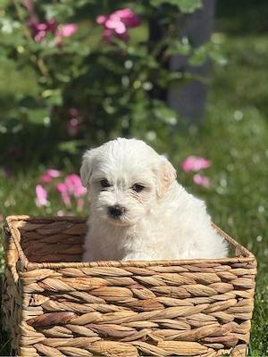 Bichon Maltez Mascul  - imagine 4