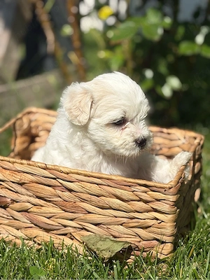 Bichon Maltez Mascul  - imagine 3