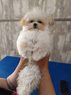 Băietel de maltipoo  - imagine 4