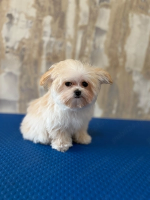 Băietel de maltipoo  - imagine 2